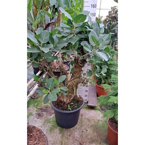 Горшечные цветы и растения оптом Ficus Ben Audry Branched от 1шт из Голландии с доставкой по России