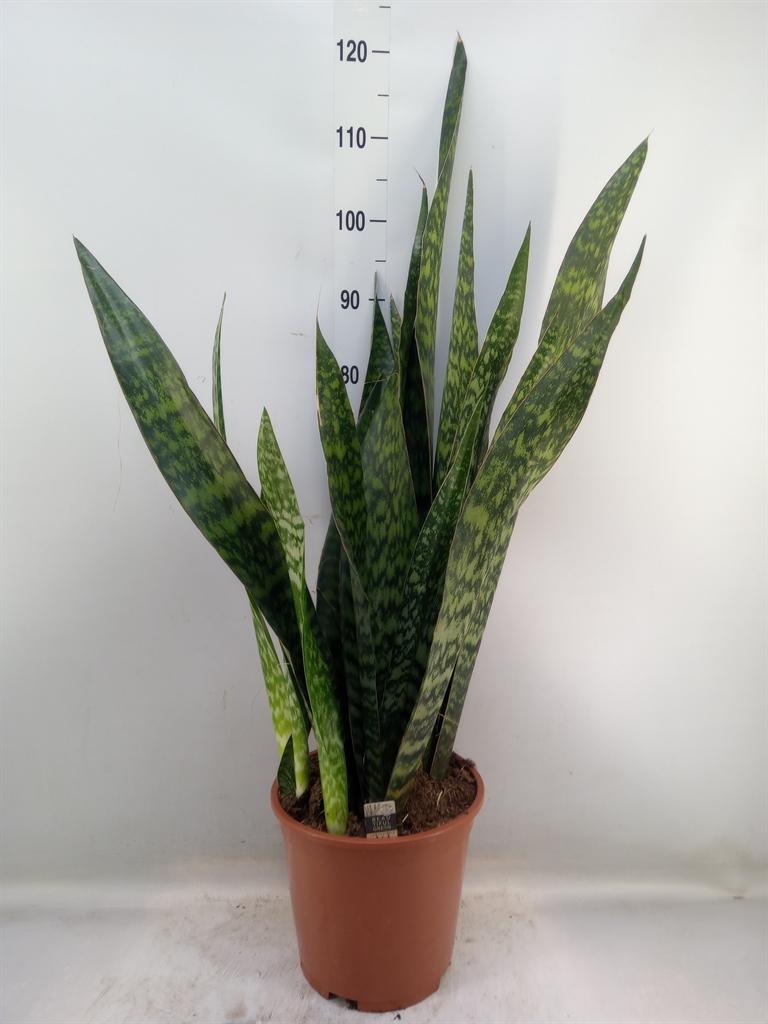 Горшечные цветы и растения оптом Sansevieria Trifa.   ... от 1шт из Голландии с доставкой по России