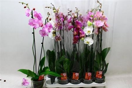 Горшечные цветы и растения оптом Phal 2st Mix 18+ (konst) от 10шт из Голландии с доставкой по России