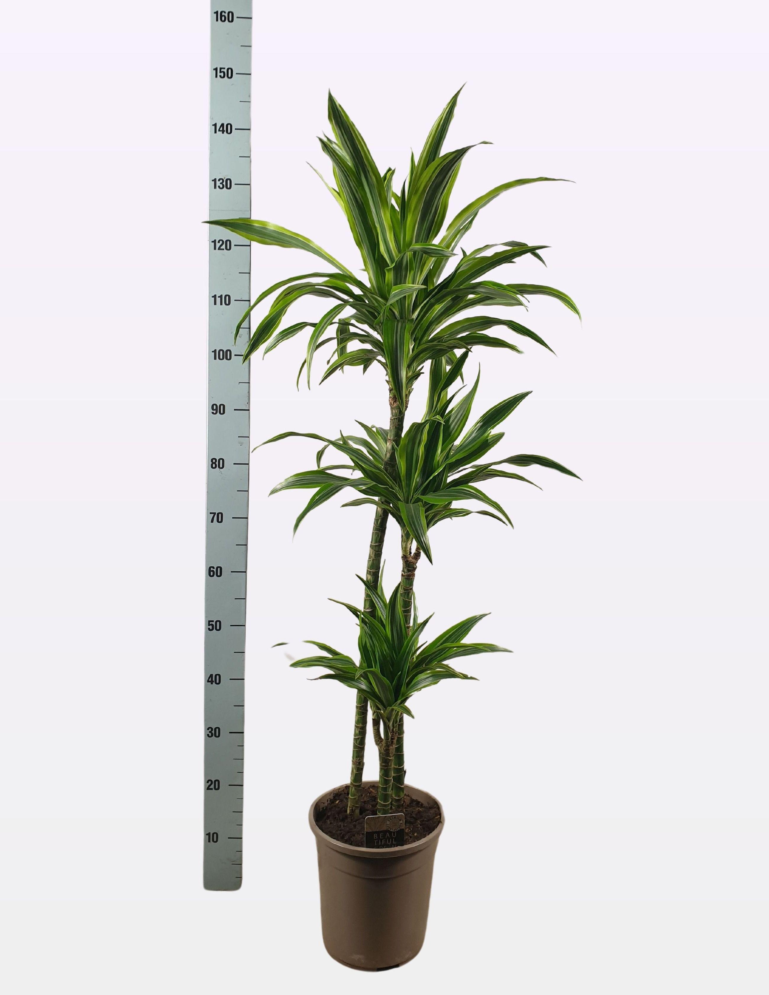 Горшечные цветы и растения оптом Dra De Lemon Lime от 1шт из Голландии с доставкой по России