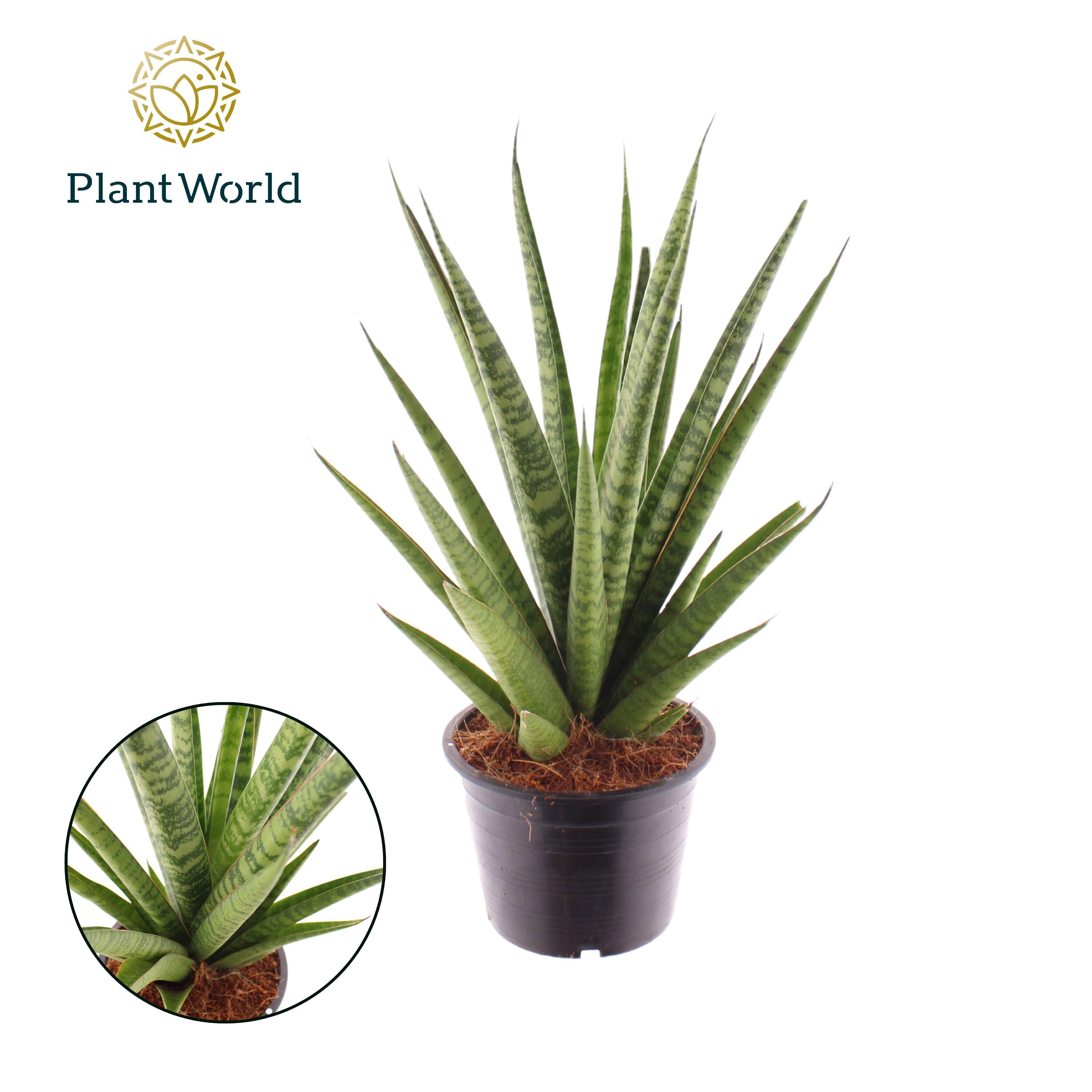 Горшечные цветы и растения оптом Sansevieria Trifciata Pineapple от 7шт из Голландии с доставкой по России