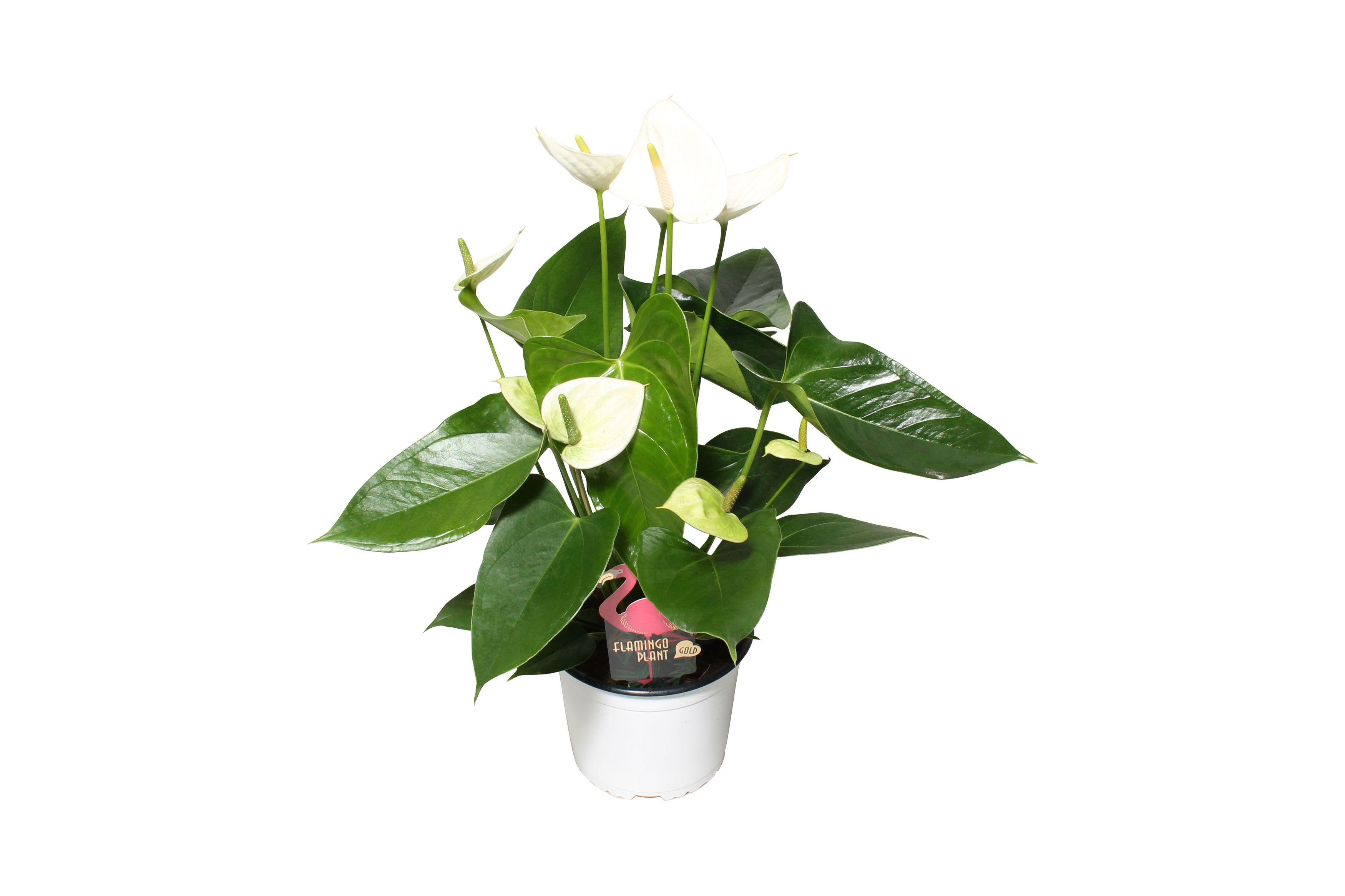 Горшечные цветы и растения оптом Anthurium Xl.03 Arisa White 12cm от 6шт из Голландии с доставкой по России