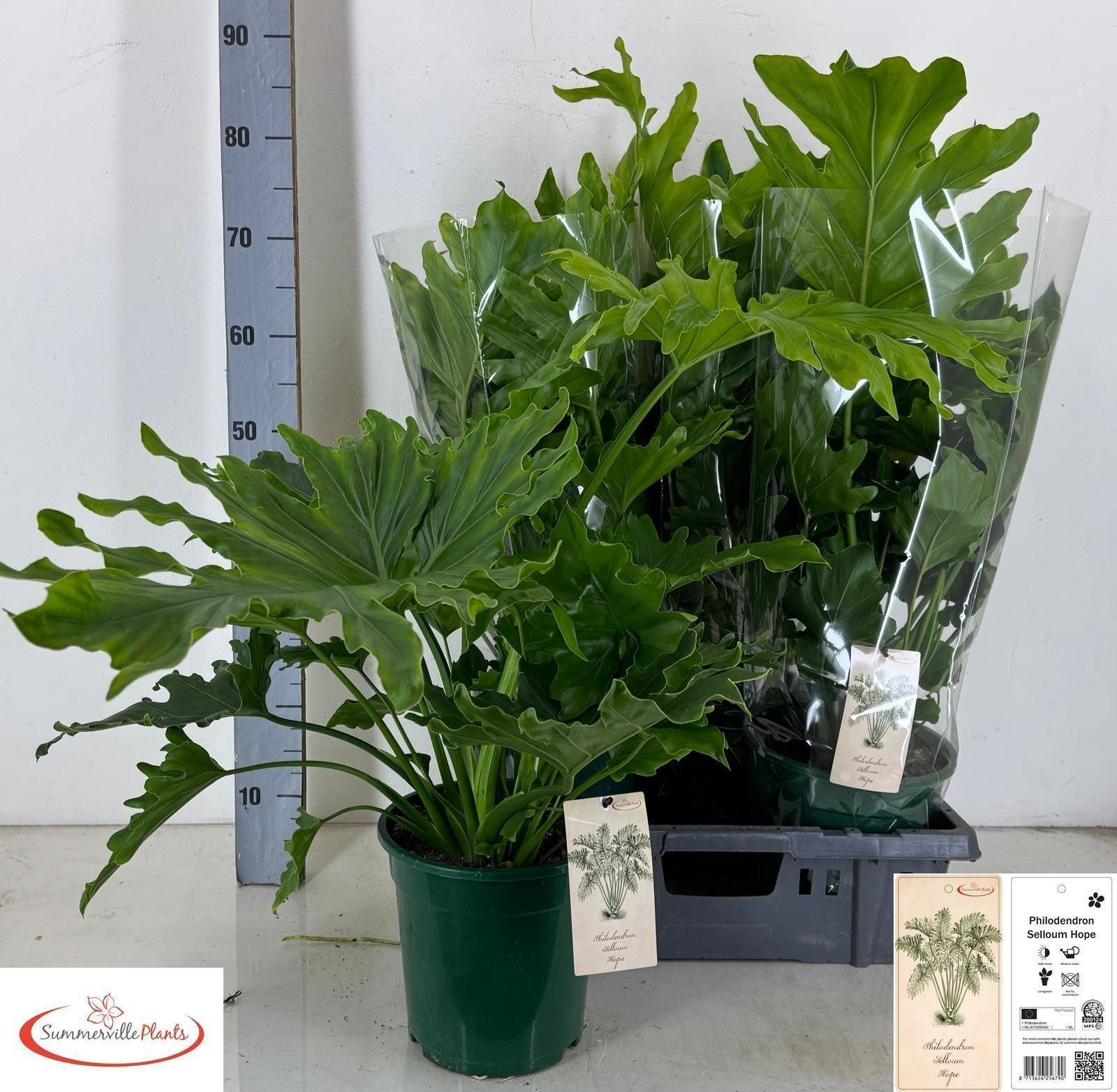 Горшечные цветы и растения оптом Phil Bip Little Hope от 4шт из Голландии с доставкой по России