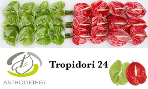 Срезанные цветы оптом Anthurium tropidori mix от 24шт из Голландии с доставкой по России