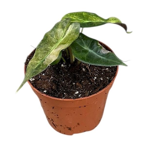 Горшечные цветы и растения оптом Alocasia Polly Yellow Variegata от 1шт (для телеги) из Голландии с доставкой по России