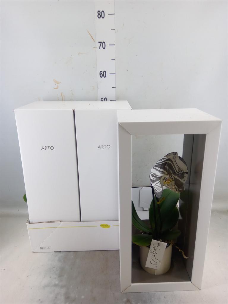 Горшечные цветы и растения оптом Phalaenopsis   ... от 3шт (для телеги) из Голландии с доставкой по России