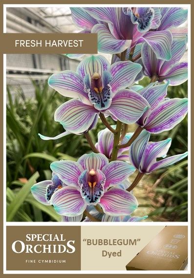 Срезанные цветы оптом Cymbidium paint bubblegum от 2шт из Голландии с доставкой по России