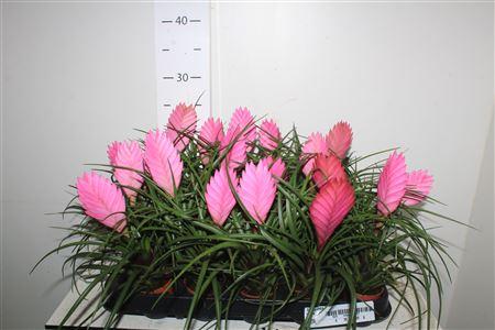 Горшечные цветы и растения оптом Till Cyanea от 20шт (для телеги) из Голландии с доставкой по России