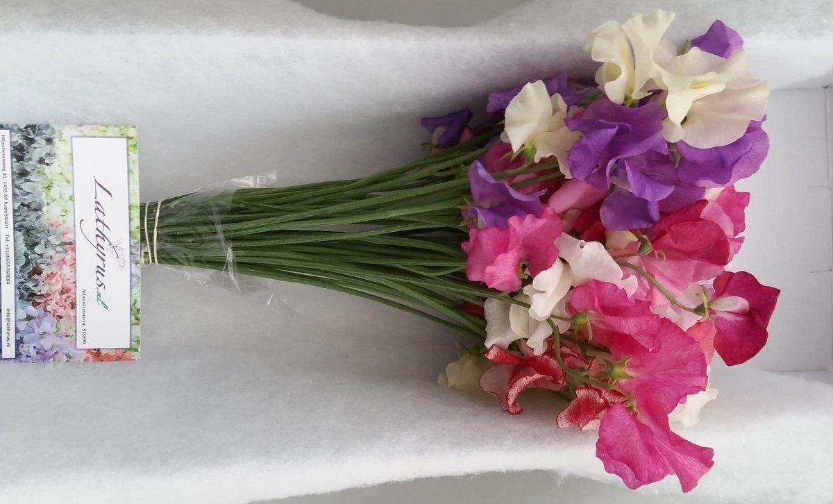 Срезанные цветы оптом Lathyrus mix in bunch от 50шт из Голландии с доставкой по России