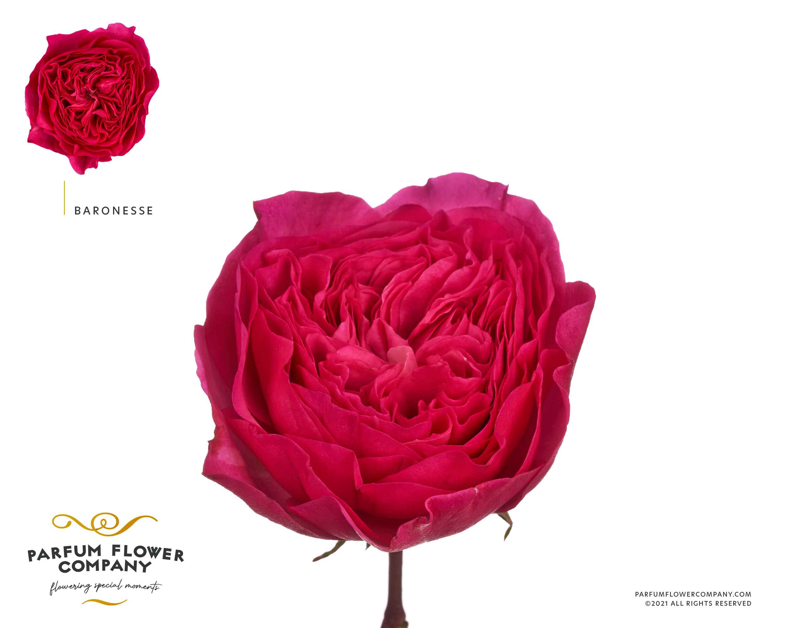 Срезанные цветы оптом Rosa la garden baronesse от 12шт. из Голландии с доставкой по России