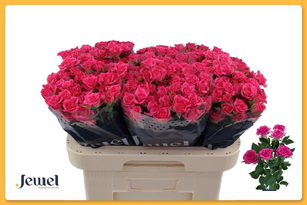 Срезанные цветы оптом Rosa spray lianne от 60шт из Голландии с доставкой по России