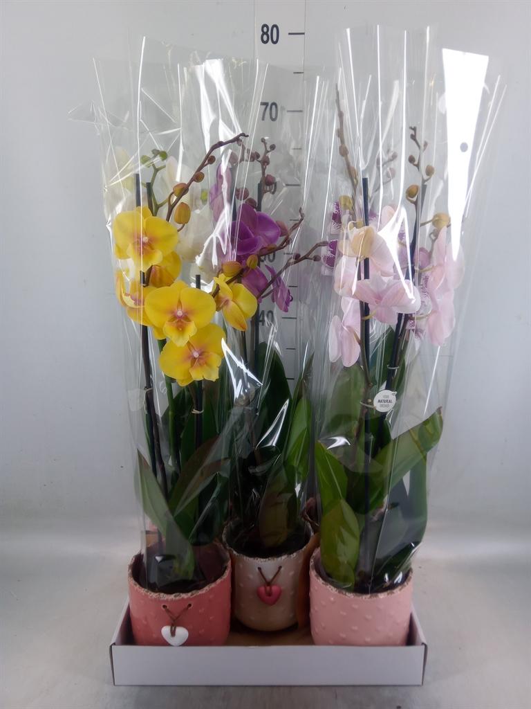 Горшечные цветы и растения оптом Phalaenopsis   ...mix от 5шт из Голландии с доставкой по России