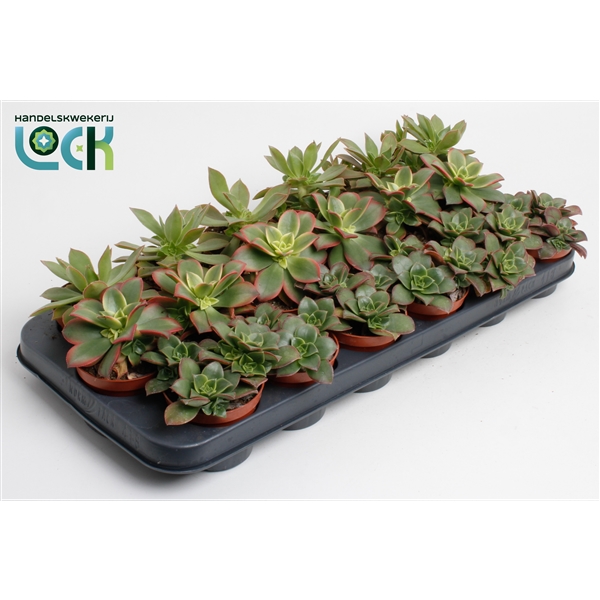 Горшечные цветы и растения оптом Aeonium Mix от 12шт (для телеги) из Голландии с доставкой по России