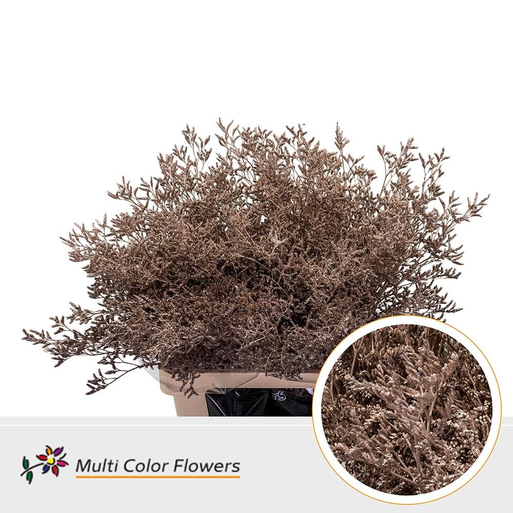 Срезанные цветы оптом Limonium paint champagne от 50шт. из Голландии с доставкой по России