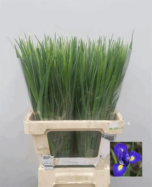 Срезанные цветы оптом Iris blue magic от 350шт из Голландии с доставкой по России