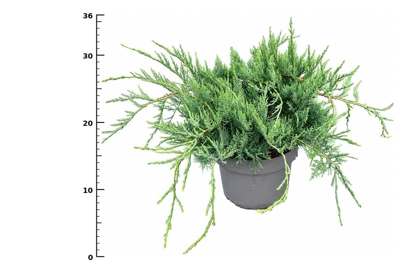 Горшечные цветы и растения оптом Juniperus Virg Grey Owl от 1шт из Голландии с доставкой по России