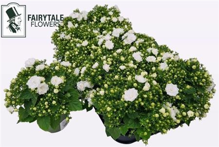 Горшечные цветы и растения оптом Camp White Like Mee от 10шт (для телеги) из Голландии с доставкой по России