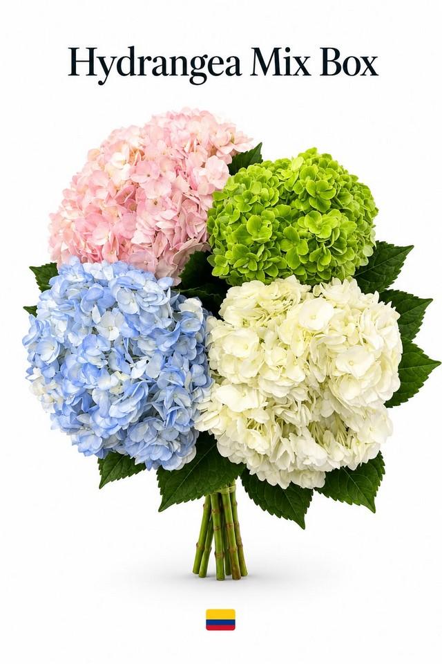 Срезанные цветы оптом Hydrangea mix in box от 30шт из Голландии с доставкой по России