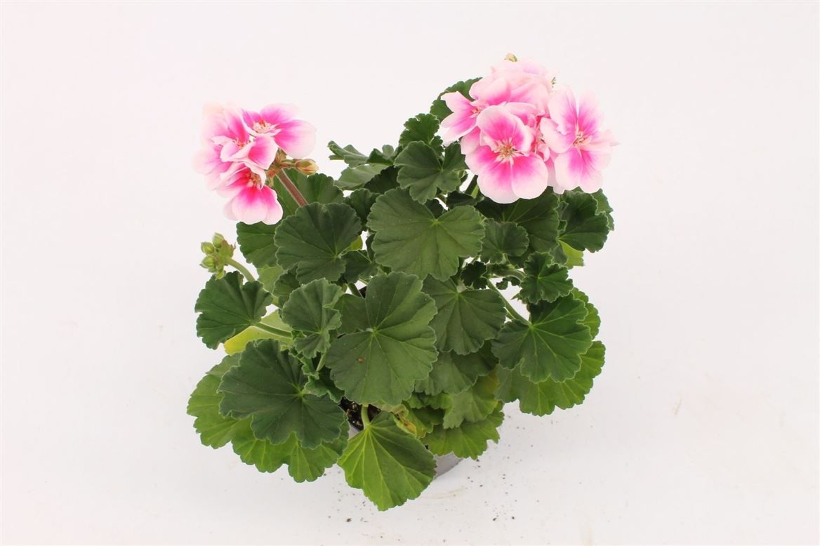 Горшечные цветы и растения оптом Pelargonium Zon Katy от 12шт из Голландии с доставкой по России