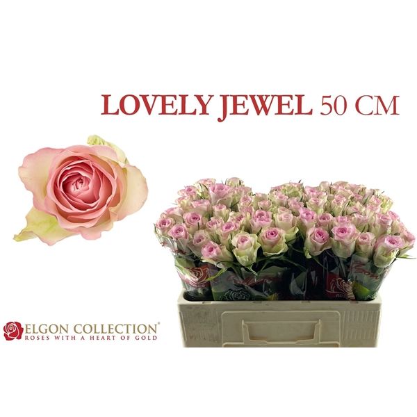 Срезанные цветы оптом Rosa la lovely jewel от 80шт из Голландии с доставкой по России