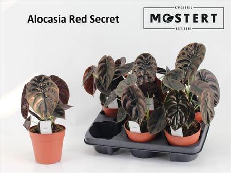 Горшечные цветы и растения оптом Aloc Cu Red Secret от 6шт (для телеги) из Голландии с доставкой по России Горшечные цветы и растения оптом Aloc Cu Red Secret от 6шт (для телеги) из Голландии с доставкой по России