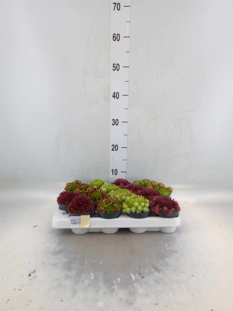 Горшечные цветы и растения оптом Sempervivum   ... от 16шт (для телеги) из Голландии с доставкой по России