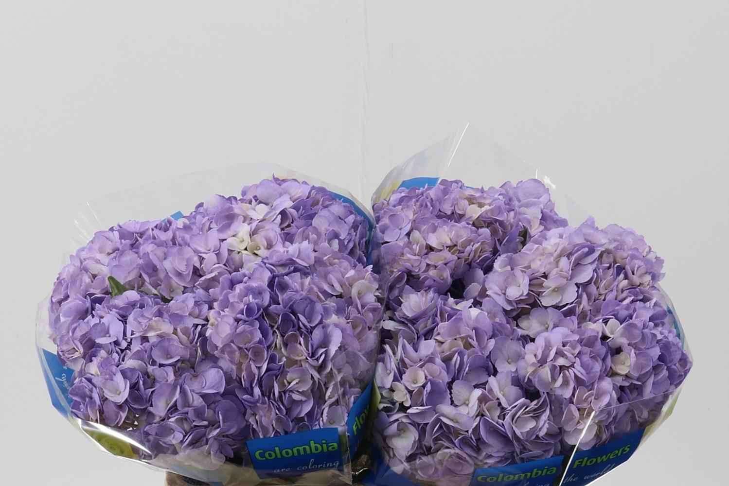 Срезанные цветы оптом Hydrangea lavendel tinted select от 10шт из Голландии с доставкой по России