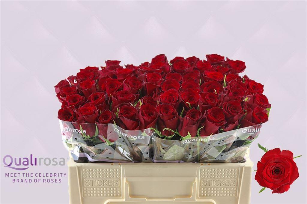 Срезанные цветы оптом Rosa large monte carlo от 60шт из Голландии с доставкой по России
