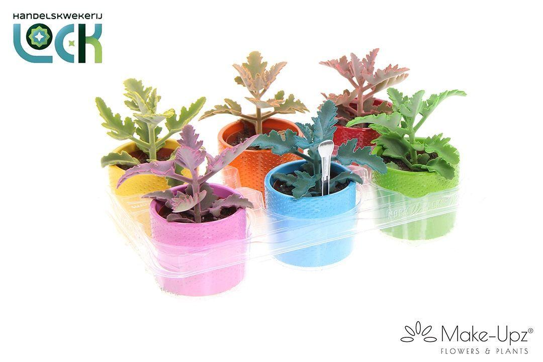 Горшечные цветы и растения оптом Kalanchoe Beharensis от 6шт (для телеги) из Голландии с доставкой по России