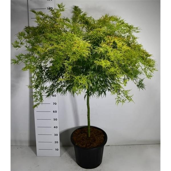 Горшечные цветы и растения оптом Acer Palm Dissectum On Stem от 1шт из Голландии с доставкой по России