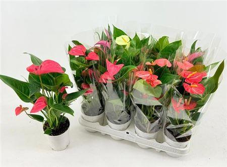 Горшечные цветы и растения оптом Anthu An Gem 4 Kl 2-4 от 12шт (для телеги) из Голландии с доставкой по России