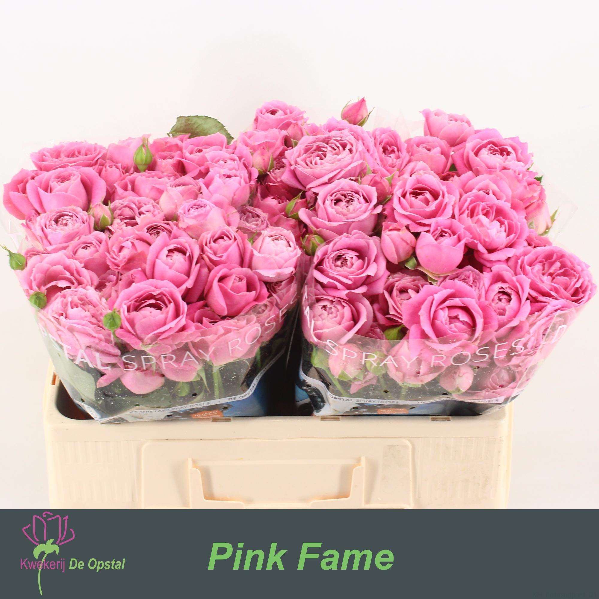 Срезанные цветы оптом Rosa spray pink fame от 50шт из Голландии с доставкой по России