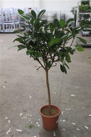 Горшечные цветы и растения оптом Ficus Benghalensis Audrey P33 Stam от 1шт из Голландии с доставкой по России