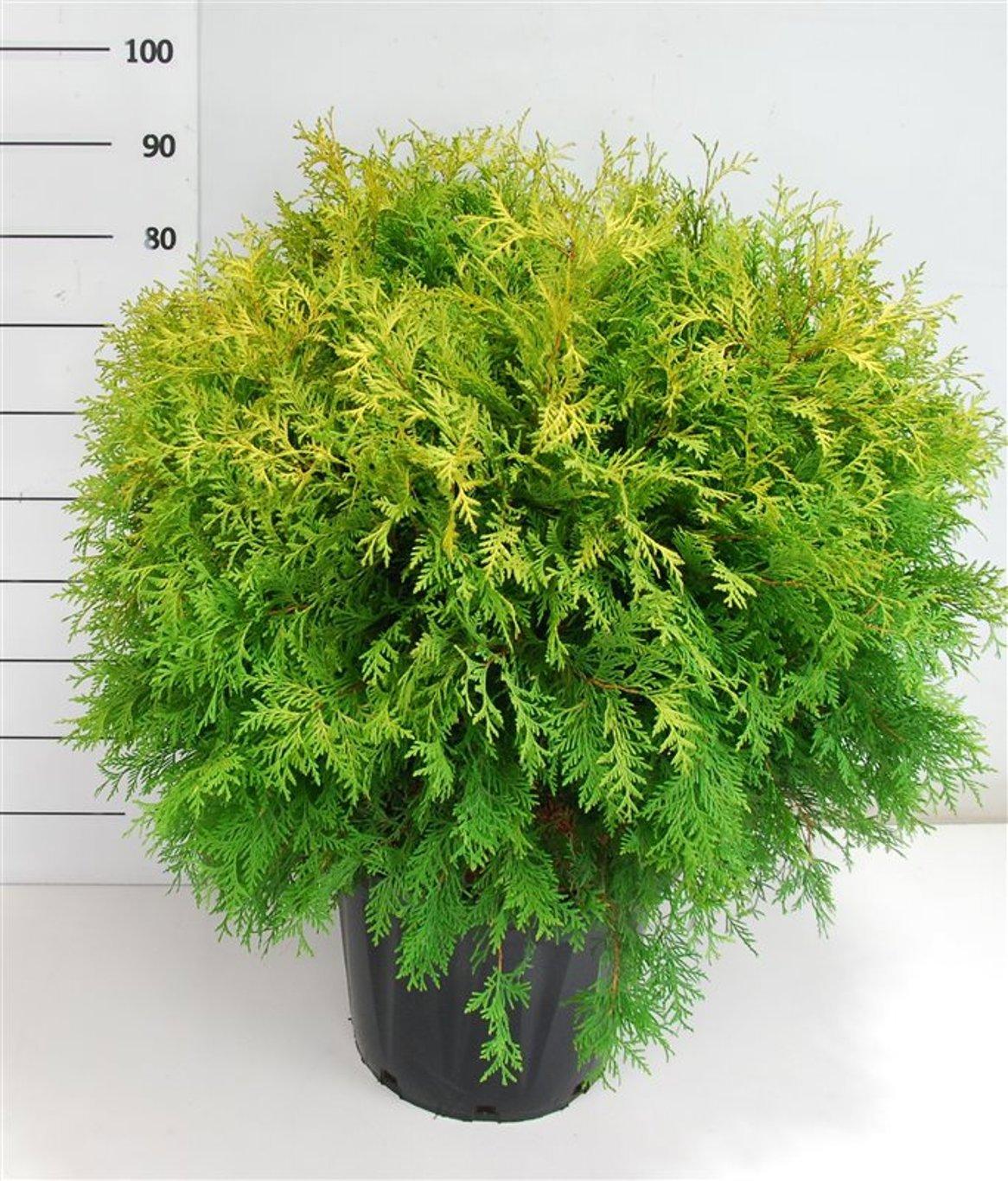 Горшечные цветы и растения оптом Thuja Occ. golden Globe от 1шт из Голландии с доставкой по России