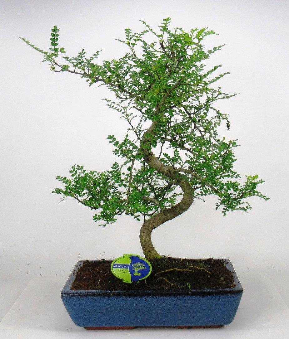 Горшечные цветы и растения оптом Bonsai Zanthoxylum Piperitum, 35cm., Shape, Withou от 1шт из Голландии с доставкой по России