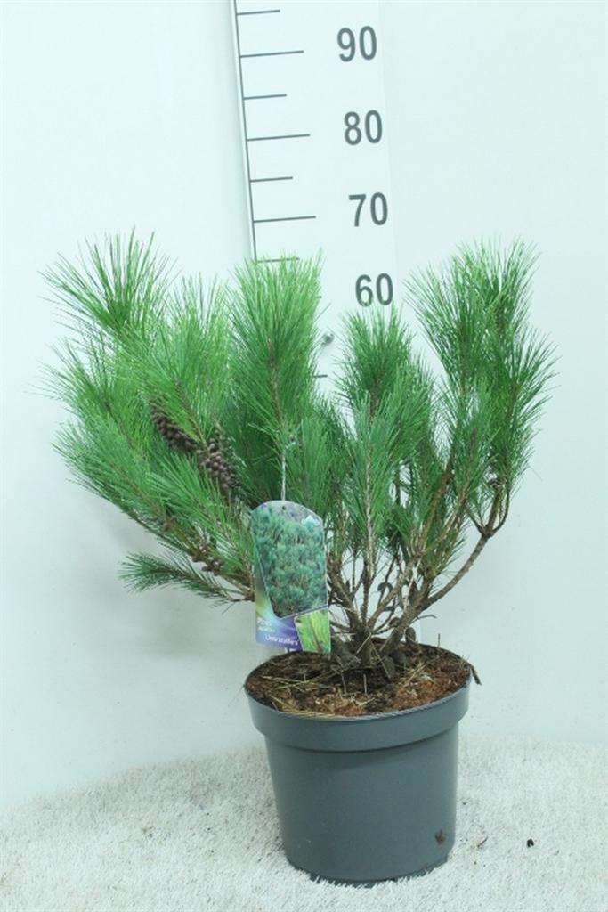 Горшечные цветы и растения оптом Pinus Densiflora umbraculifera от 1шт из Голландии с доставкой по России