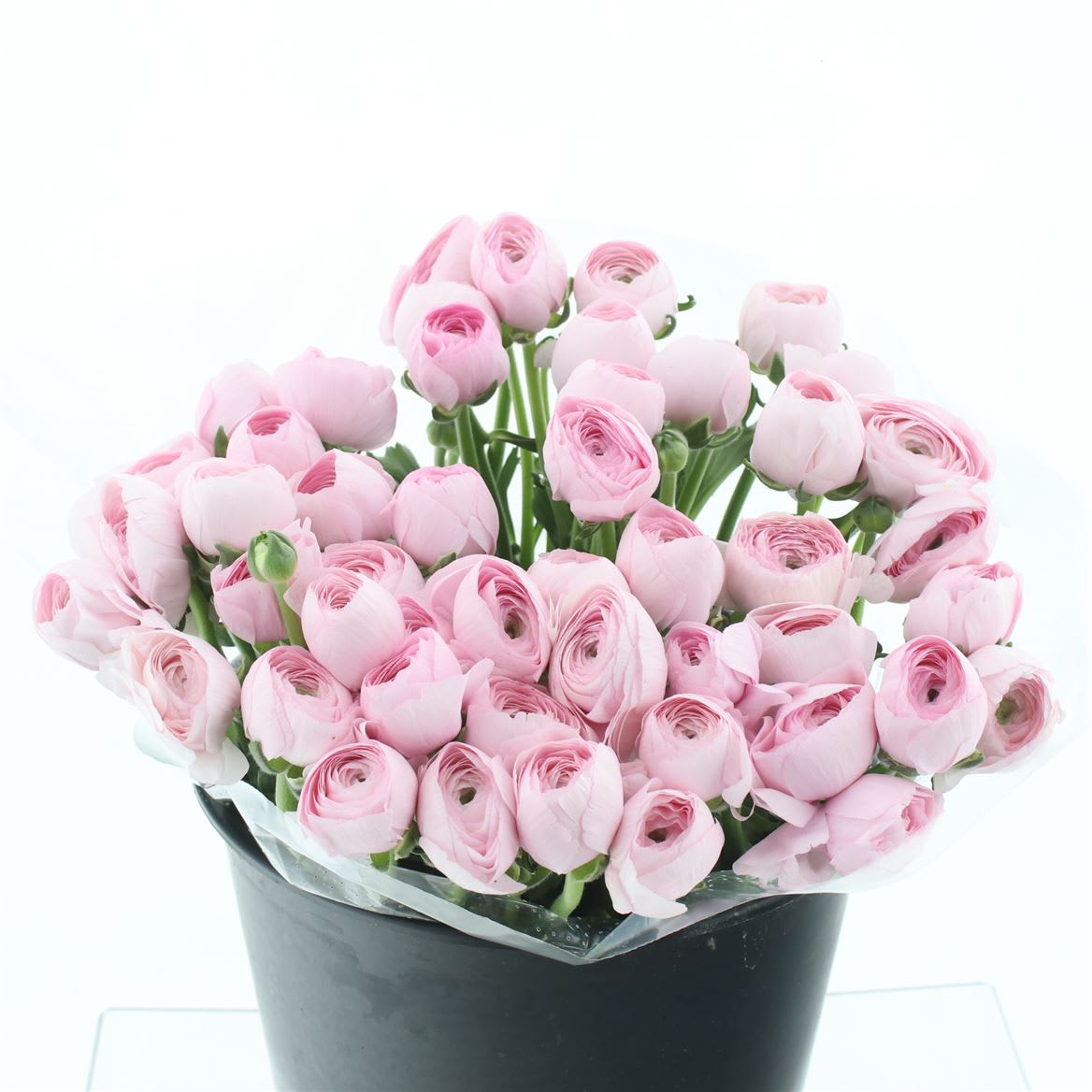 Срезанные цветы оптом Ranunculus succes hanoi pink extra от 50шт из Голландии с доставкой по России