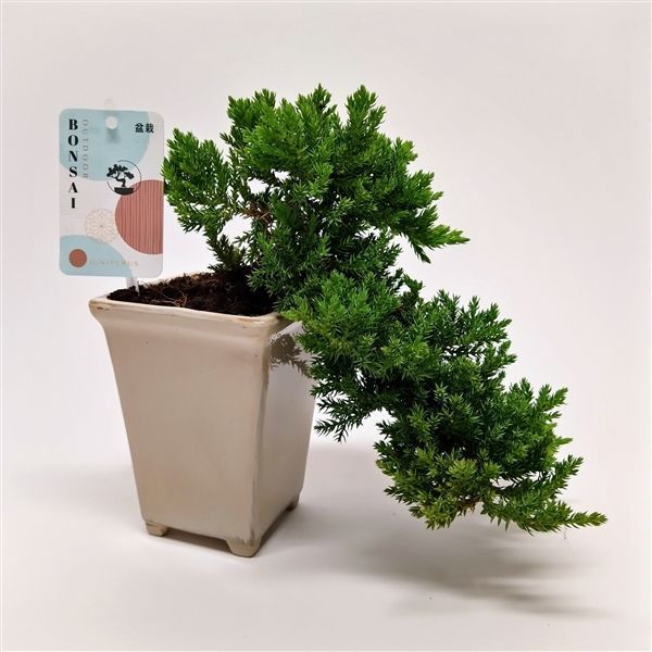 Горшечные цветы и растения оптом Bonsai Juniperus Cascade от 4шт из Голландии с доставкой по России