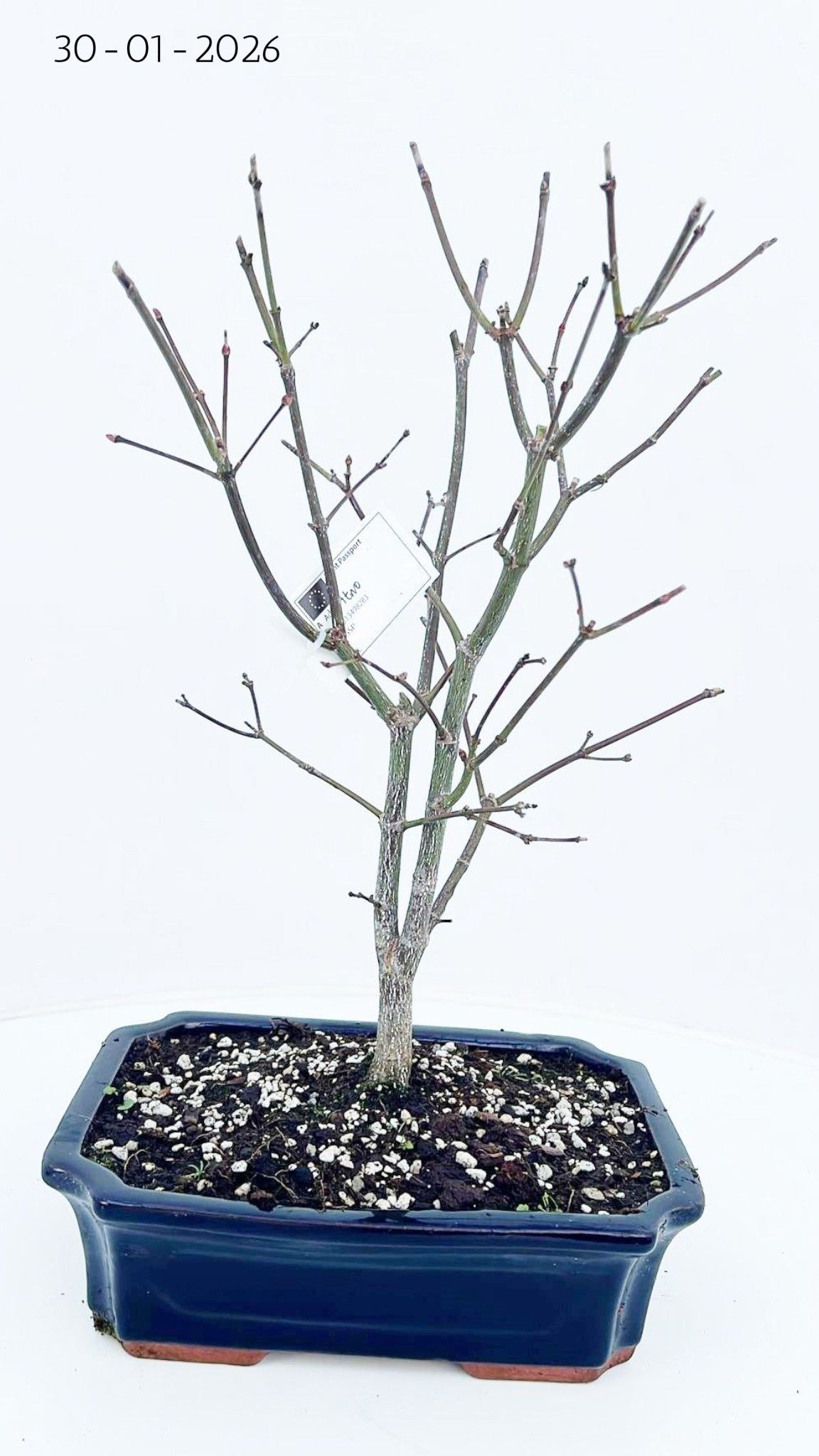 Горшечные цветы и растения оптом Acer Palmatum seiryu, Pot 25cm. от 3шт из Голландии с доставкой по России