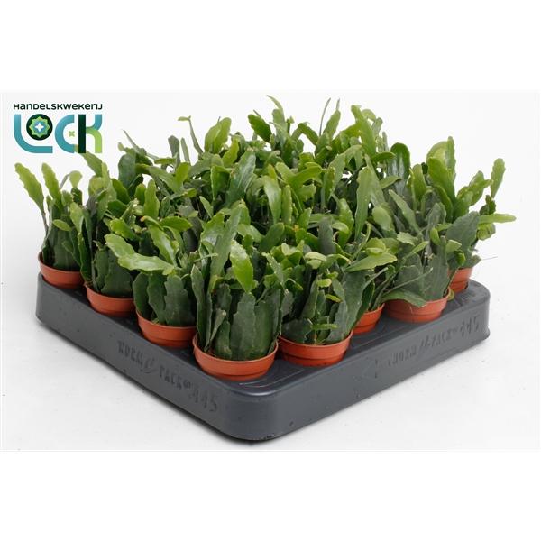 Горшечные цветы и растения оптом Rhipsalis Crispata от 20шт (для телеги) из Голландии с доставкой по России