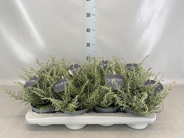 Горшечные цветы и растения оптом Vaste Pltn ... [perennials] от 8шт из Голландии с доставкой по России