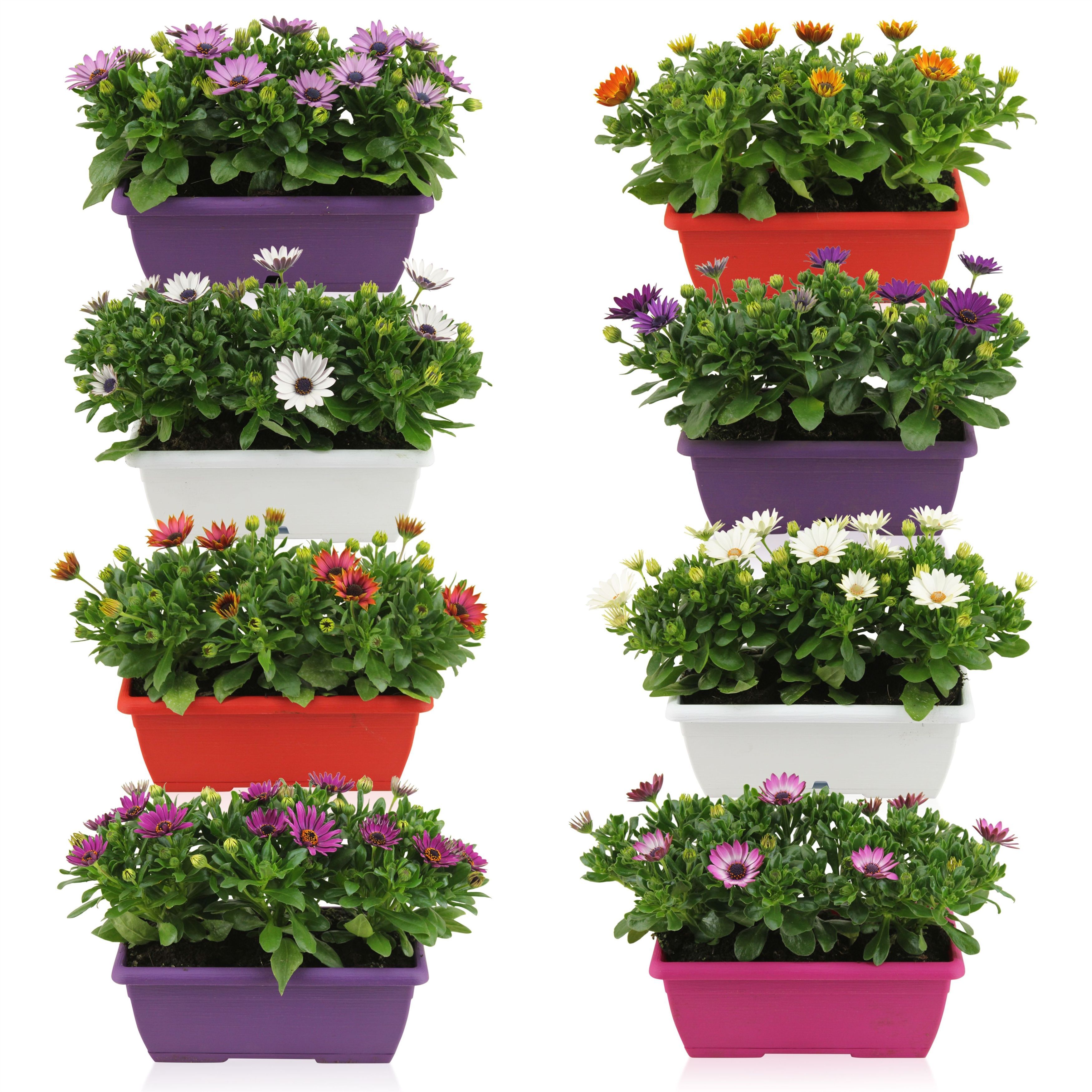 Горшечные цветы и растения оптом Osteo Margarita Gem от 4шт из Голландии с доставкой по России