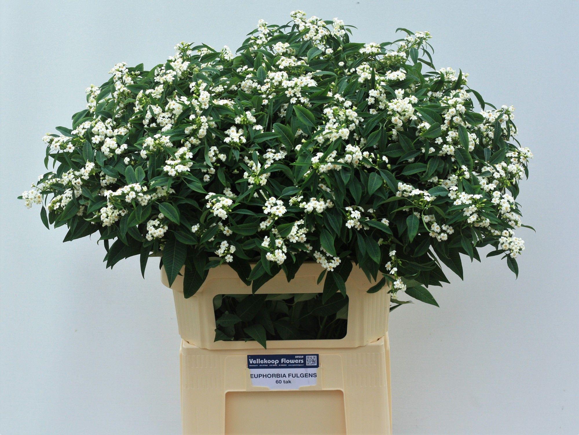Срезанные цветы оптом Euphorbia sp quicksilver A от 60шт из Голландии с доставкой по России