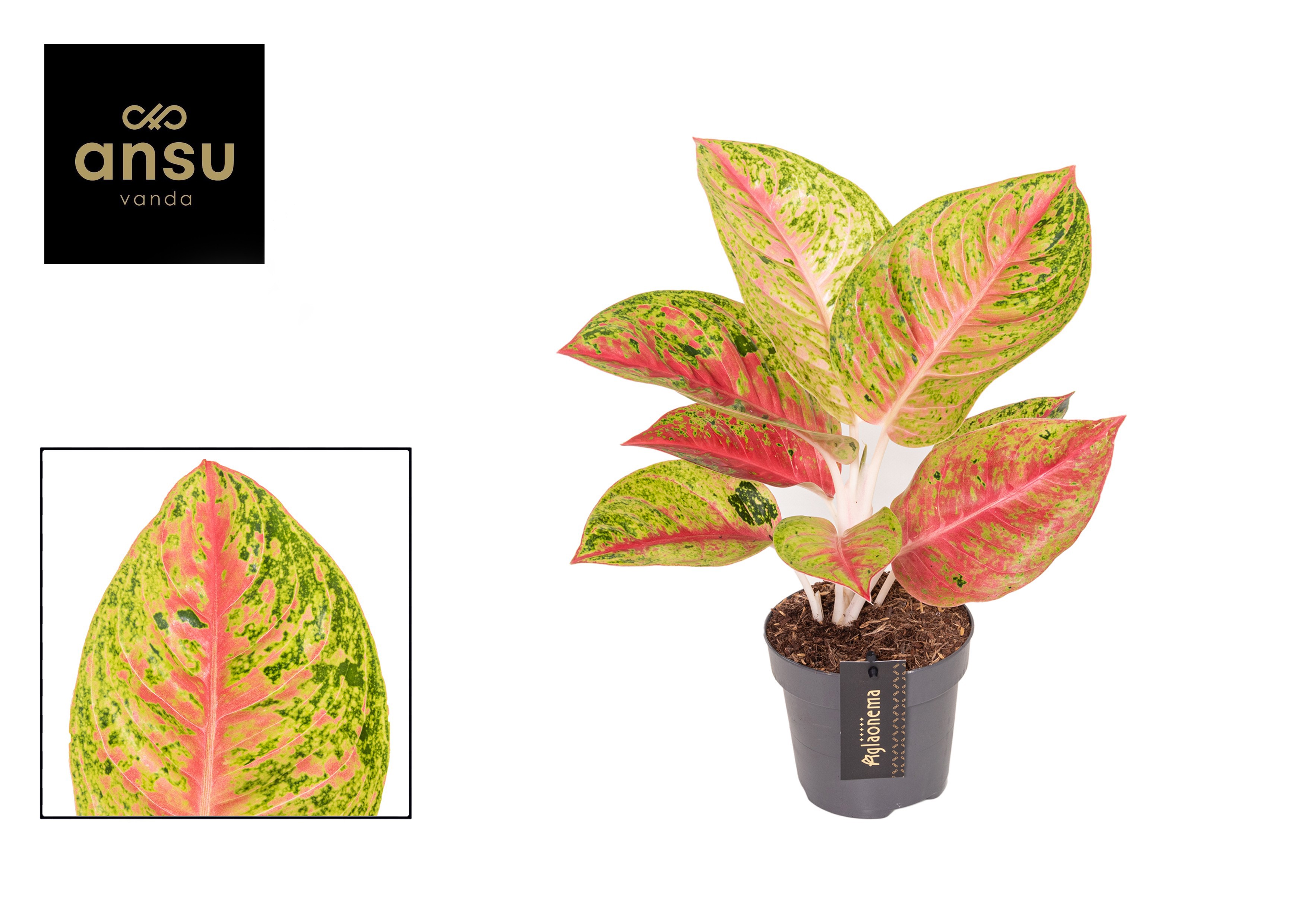 Горшечные цветы и растения оптом Aglaonema Grand Poppy от 6шт из Голландии с доставкой по России