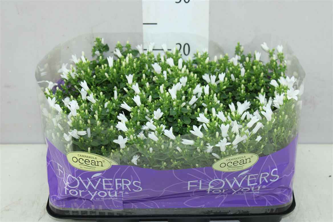 Горшечные цветы и растения оптом Campanula Port Ocean White от 9шт из Голландии с доставкой по России