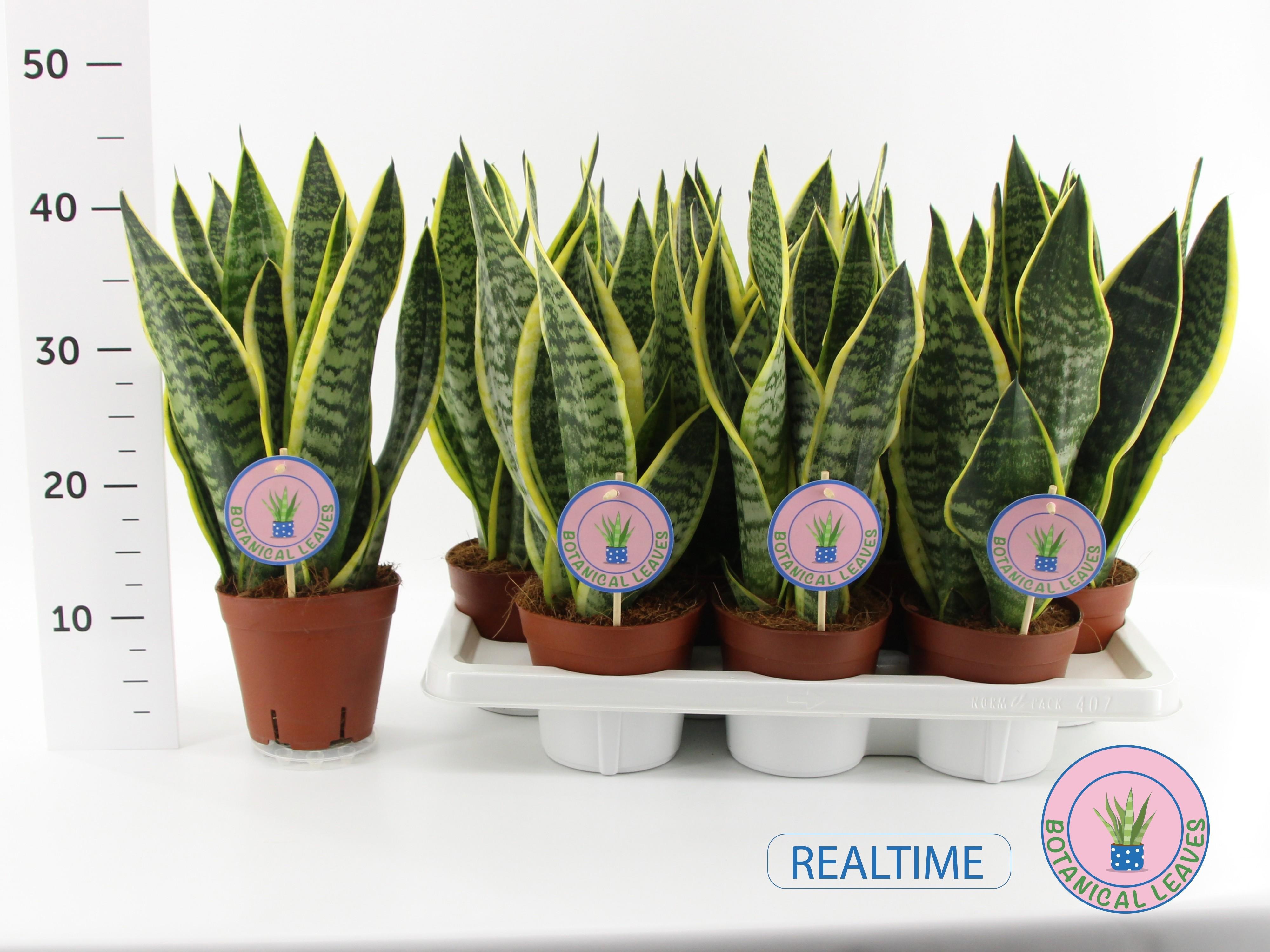 Горшечные цветы и растения оптом Sansev Futura Superb от 7шт из Голландии с доставкой по России