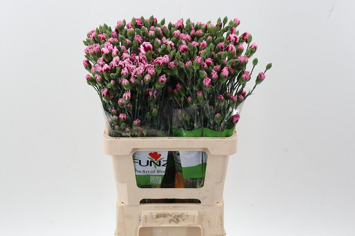 Срезанные цветы оптом Dianthus sp salsa от 100шт из Голландии с доставкой по России