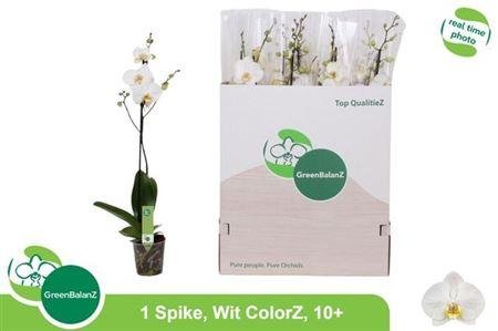 Горшечные цветы и растения оптом Phal Ov Wit 1 Branche 10+ от 12шт из Голландии с доставкой по России