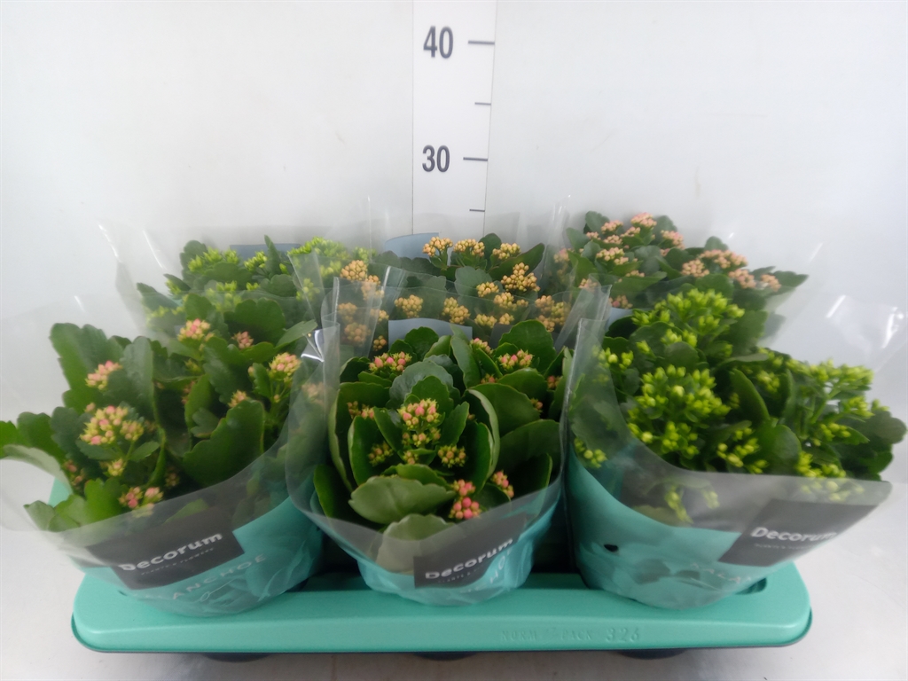Горшечные цветы и растения оптом Kalanchoe Blos.   ..rosebud Mix  4 от 6шт из Голландии с доставкой по России