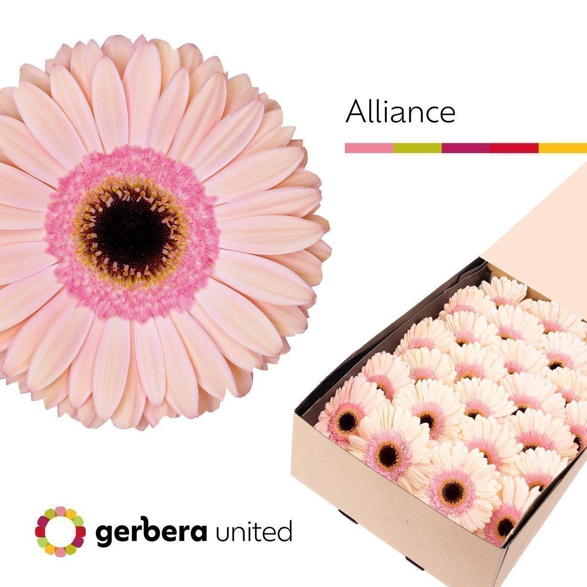 Срезанные цветы оптом Gerbera alliance от 25шт из Голландии с доставкой по России